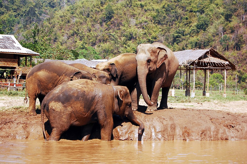 Play Time...Elephant Nature Park, Thailand