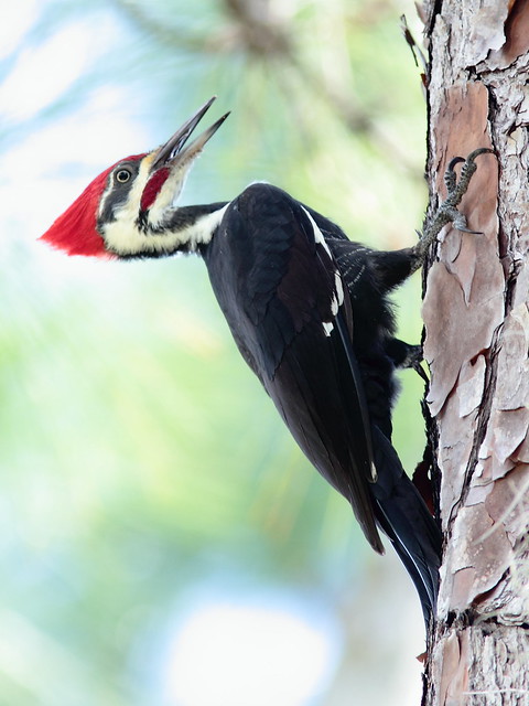 Pileated Woodpecker 20120930