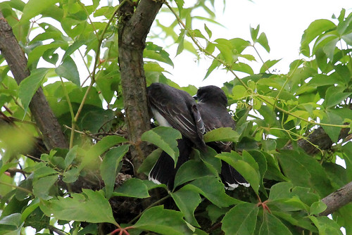 IMG_8809 Eastern Kingbird (on nest)