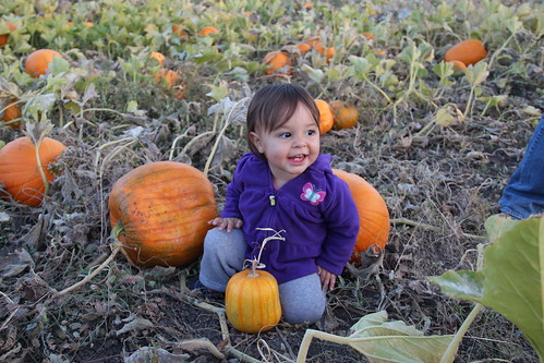 Jovie baby girl in the pumpkins 5