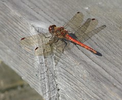 Dragonflies, Darters & Damselflies