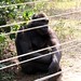 Mefou Primate Sanctuary impressions, Cameroon - IMG_2500_CR2_v1