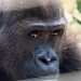 Mefou Primate Sanctuary impressions, Cameroon - IMG_2503_CR2_v1
