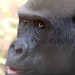 Mefou Primate Sanctuary impressions, Cameroon - IMG_2505_CR2_v1