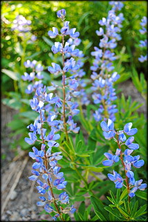 Lupine in Paradise Park - Mt. Hood