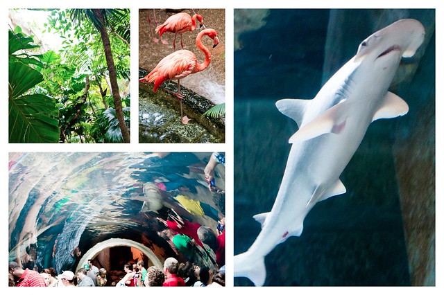 Dallas World Aquarium Collage 1