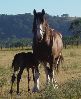 A Foster Mare and Foal at Stud
