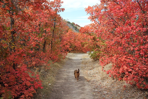 A lone dog on the fiery red trail