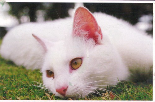 Dreamy White Cat