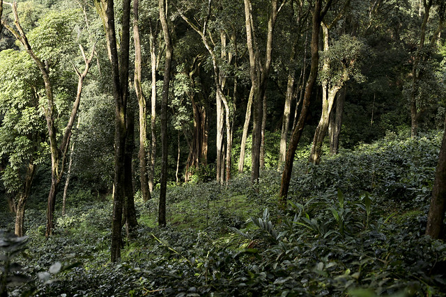 Coffee plantation, Coorg