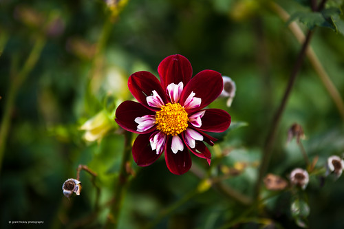 Flower  Mississauga Ontario Canada by gashphoto