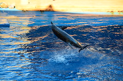 Durban - Dolphins