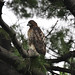 Red Tailed Hawk posted by Ol' Mr Boston to Flickr
