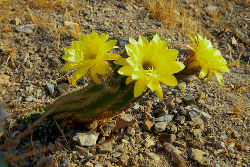 flores y Cactus II