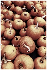 Pumpkins - image 361 by dennisar