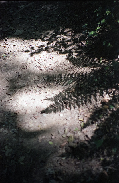 Fern shadows on a path