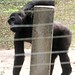 Mefou Primate Sanctuary impressions, Cameroon - IMG_2521_CR2_v1