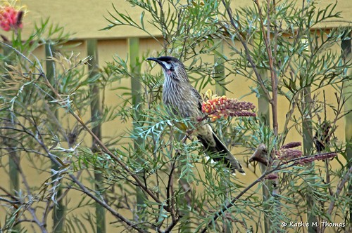 Wattle Bird and Grevillea