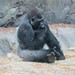 Gorilla_039 posted by *Ice Princess* to Flickr