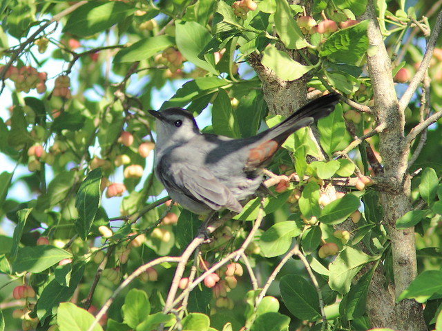 Gray Catbird 20120906