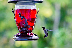 hummingbirds 6