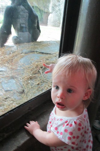 Lucy's face after seeing a gorilla up close for the first time. Priceless.