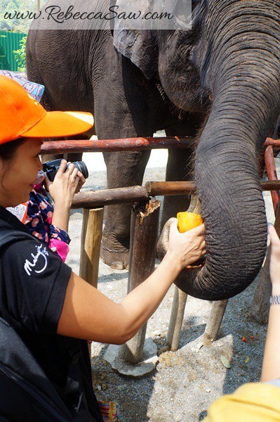 Malaysia Tourism Hunt 2012 - National Elephant Conservation Centre -001