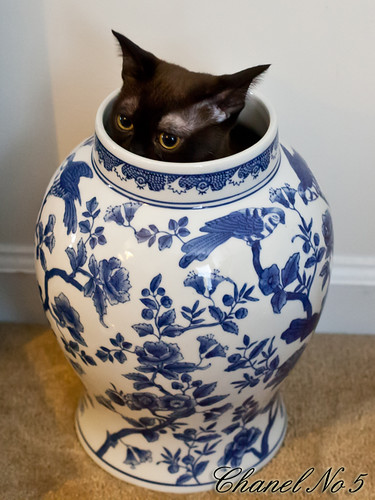Chanel in Ginger Jar 2 by G. H. Holt Photography