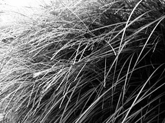 Grass - image 321 by dennisar