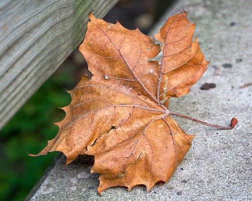Maple leaf study by andiwolfe