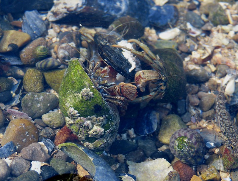 28830 - Hermit Crabs, Mumbles Rockpool