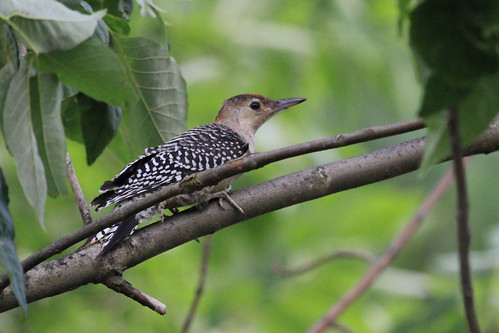 a IMG_8642 Red-Bellied Woodpecker (juvenile)