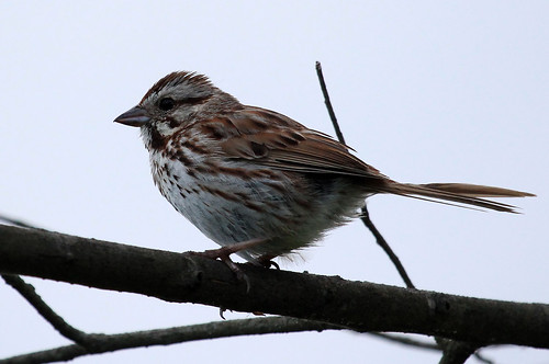 IMG_8837 Song Sparrow