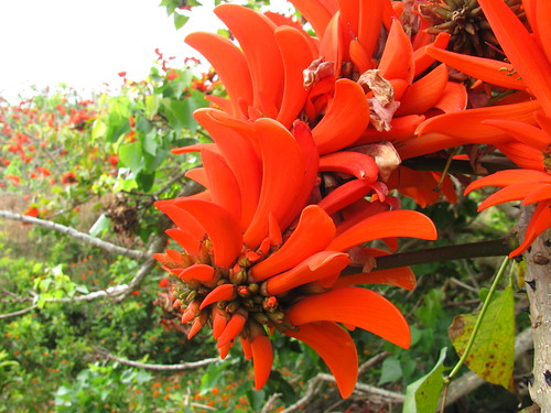 Flora Rapa Nui