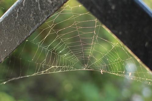 Web by b2witte