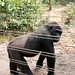 Mefou Primate Sanctuary impressions, Cameroon - IMG_2498_CR2_v1