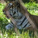 Tigers_075 posted by *Ice Princess* to Flickr