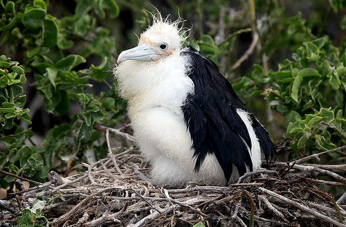 Molting Frigate Bird Chick in eye level nest by gladner (100,000 views? Thanks!)