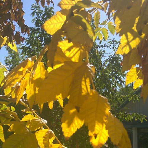 September is golden. #september #gold #garden #homestead. #leaves #light #autumn #color