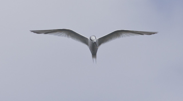 sandwich tern head on in flight  - Puerto del Carmen Marina