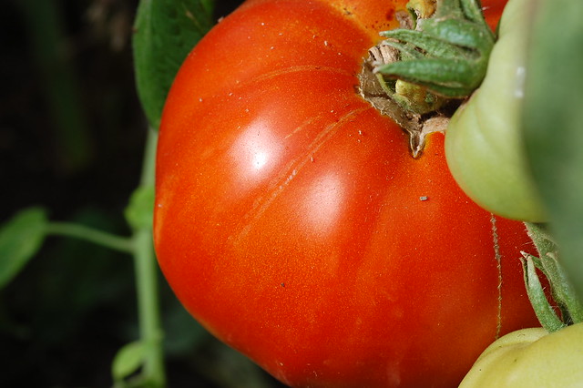 Ripe, red tomato