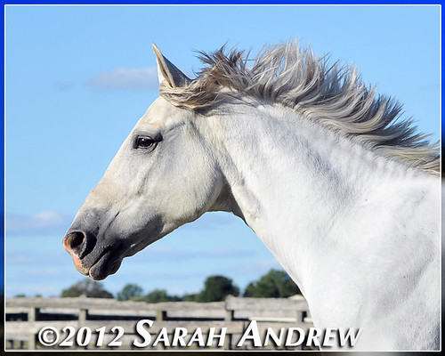 Silver Gem at Horse Rescue United