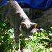 20120916 Egleston Community Orchard grey cat posted by chipmunk_1 to Flickr