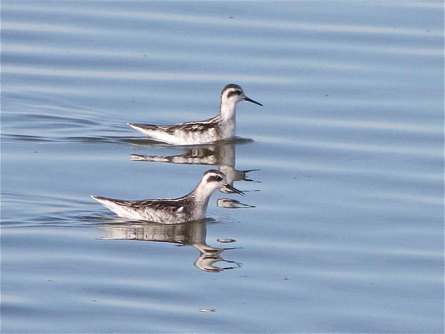 Red-necked Phalarope at Gridley Wastewater Treatment Ponds 200