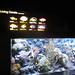 540-092312-New England Aquarium posted by Brian Whitmarsh to Flickr