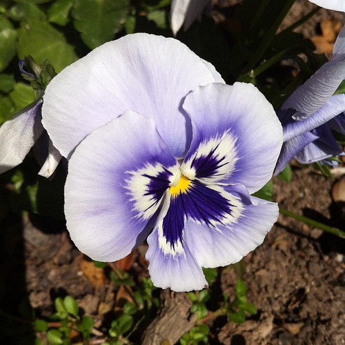 Purple pansy #spring #flower