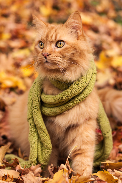 Autumn Puddy cat