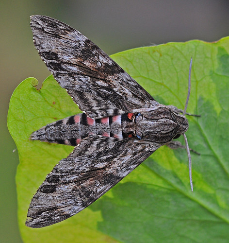 1972 Convolvulus Hawk-moth Agrius convolvuli by Kinzler Pegwell