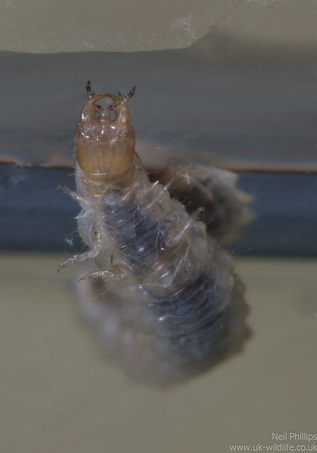Hydrophilidae larva 3