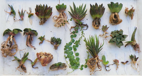 Thanks Juliano, they are all GREAT my friend. Arrived Sept,2012. by Haworthia em Lisboa